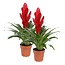 Vriesea Intenso Red double