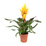 Vriesea Intenso Yellow single