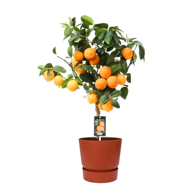 Citrus Red Lime op stam in ELHO outdoor sierpot Greenville Rond (brique)