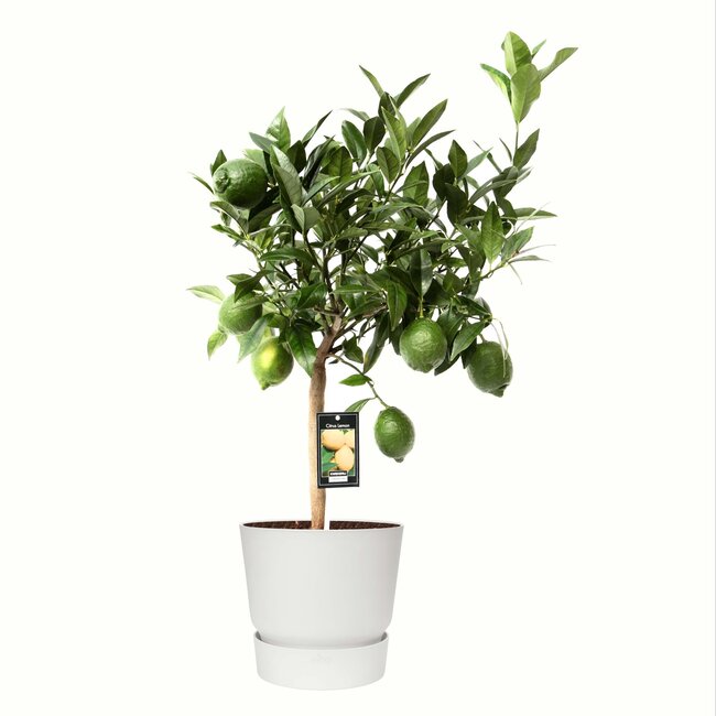 Citrus Green Lime in ELHO outdoor sierpot Greenville Rond (wit)