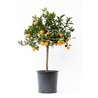 Citrus Calamondin