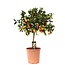 Citrus Calamondin