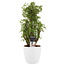 Decorum Polyscias Hawaiiana Ming vertakt met Elho brussels white