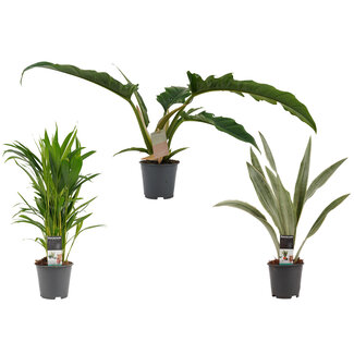 Decorum Combipakket Dypsis lutescens (areca) - Sansevieria Aubrytniana Metelicca - Narrow escape feel green