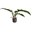 Decorum Philodendron Narrow Escape Feel Green met Elho B.for soft antracite