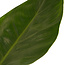 Decorum Philodendron Imperial Green Feel Green met Elho B.for soft antracite