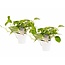 Decorum Duo Scindapsus Aureum met potten Anna White