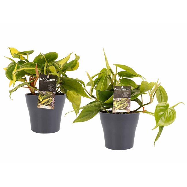 Decorum Duo Philodendron Brazil - Philodendron Scandens met potten Anna Grey