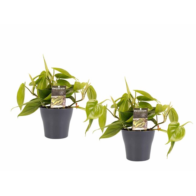 Decorum Duo Philodendron Scandens met potten Anna Grey