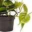 Decorum Duo Philodendron Scandens met potten Anna Grey