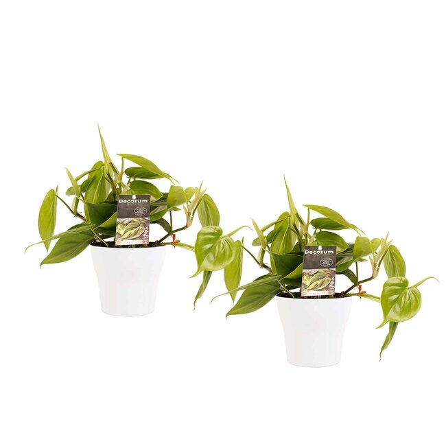 Decorum Duo Philodendron Scandens met potten Anna White