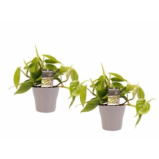 Decorum Duo Philodendron Scandens met potten Anna Taupe