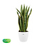 Sansevieria Trifasciata Laurentii met Elho brussels White