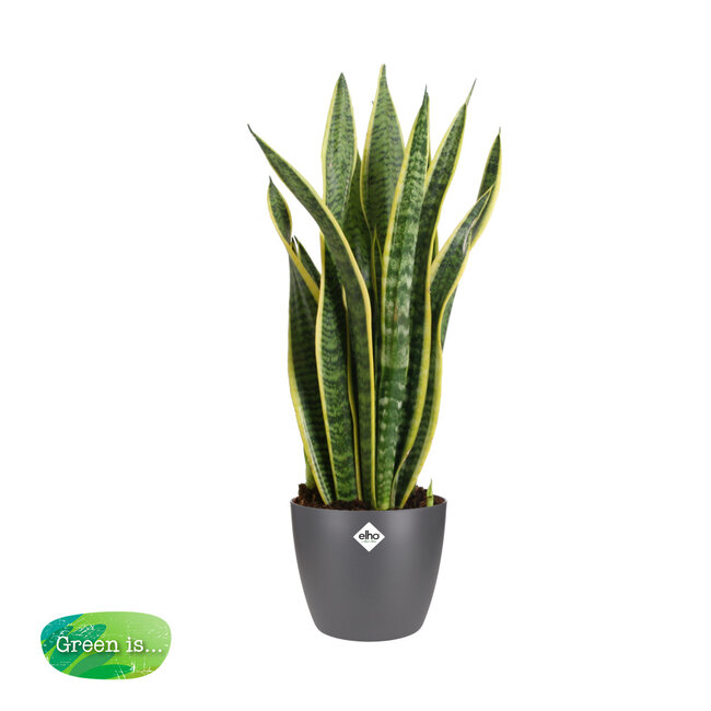 Sansevieria Trifasciata Laurentii met Elho brussels Antracite