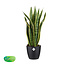 Sansevieria Trifasciata Laurentii met Elho brussels Black