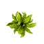 Asplenium Crispy Wave