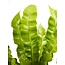 Asplenium Crispy Wave