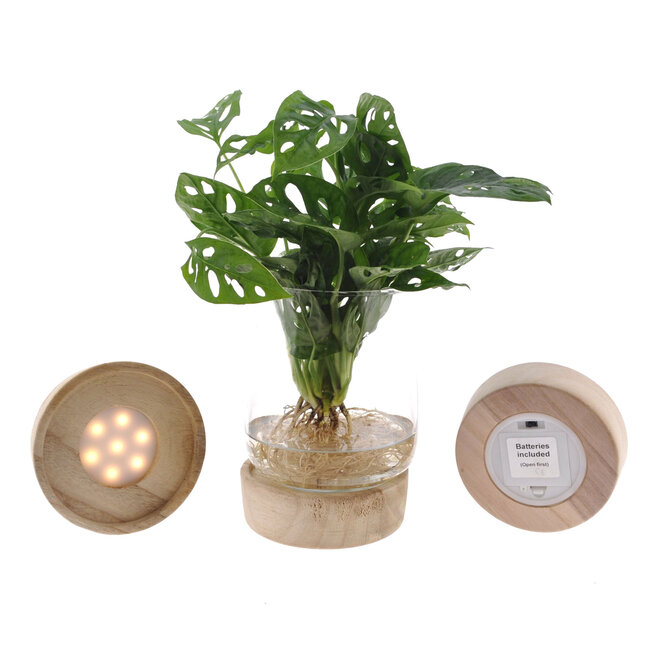 Monstera in Kingston Glas + Houten led voet