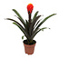 Guzmania Tala single