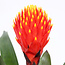 Guzmania Tala single