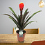 Guzmania Tala single