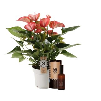 Set Anthurium Livium Red en interieur parfum (World of Opportunities)