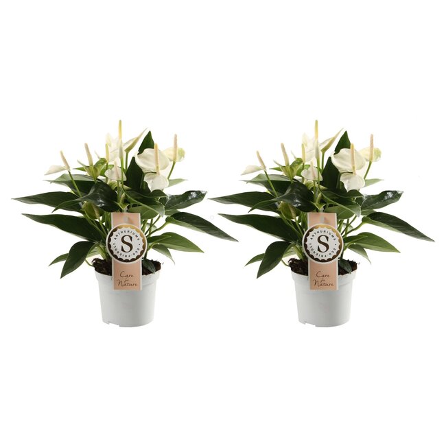 Duo Anthurium "White Champion"