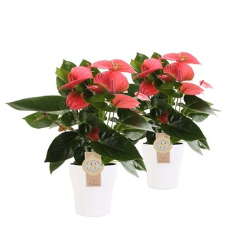 Duo Anthurium "Pink Champion" in keramiek Anna (wit)