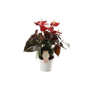 Anthurium "Coral Champion"