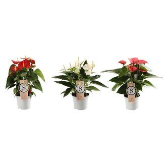 Anthurium Mix White, Red and Pink Champion