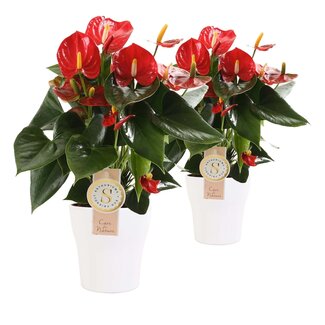 Duo Anthurium "Red Champion" in keramiek Anna (wit)