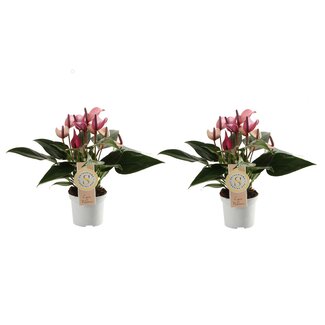 Duo Anthurium Zizou