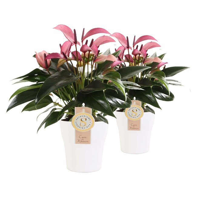 Duo Anthurium Zizou in keramiek Anna (wit)