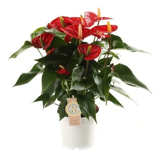 Anthurium "Red Champion"