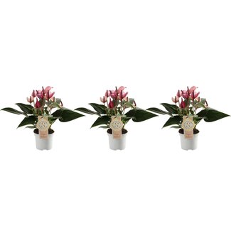 Trio Anthurium Zizou