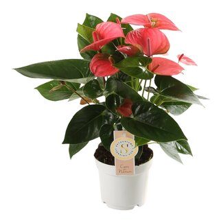 Anthurium "Pink Champion"