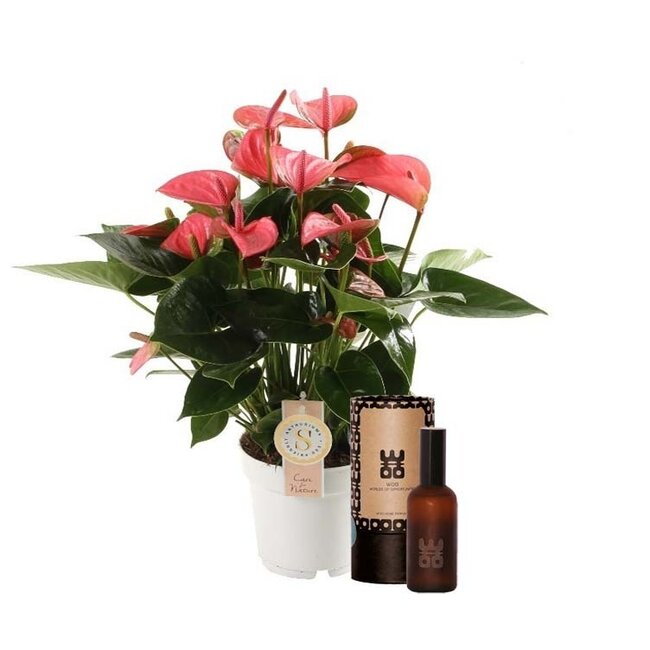 Set Anthurium "Pink Champion" en interieur parfum (World of Opportunities)