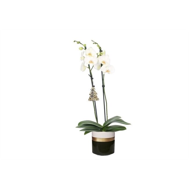 Dolomite Horizon Black Phal Wit 2T14+