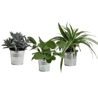 Mini Green | Trio Eden Collection ® in zomers zink (natural)