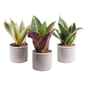 Trio Sanseveria in trendy keramiek