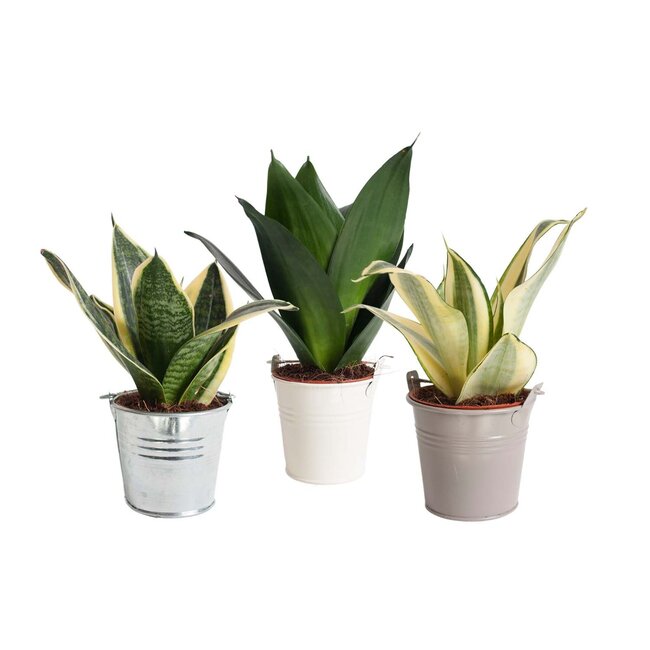 Mini Green | Trio Sansevieria in zink