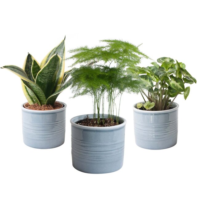 Trio miniplanten in Laos keramiek (blauw)