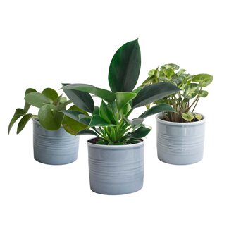 Trio ‘Stevig Groen’ in Laos keramiek (blauw)