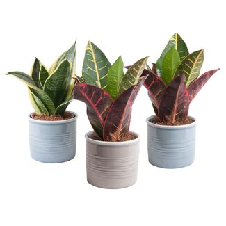 Trio Sanseveria in trendy keramiek