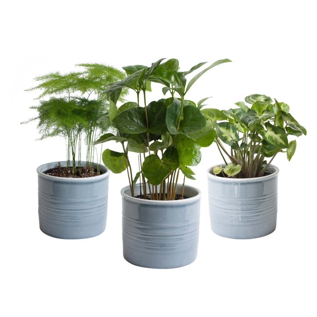 Trio 'Urban Jungle' in Laos keramiek (blauw)