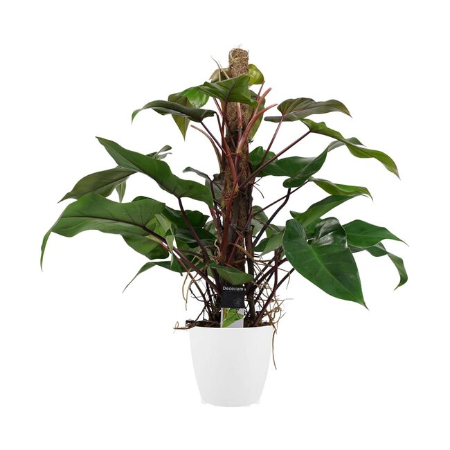 Decorum Philodendron Red Emerald met ELHO brussels white