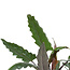 Decorum Alocasia Lauterbachiana met Elho brussels white