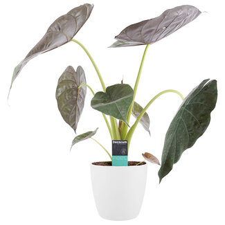 Decorum Alocasia Wentii met Elho brussels white