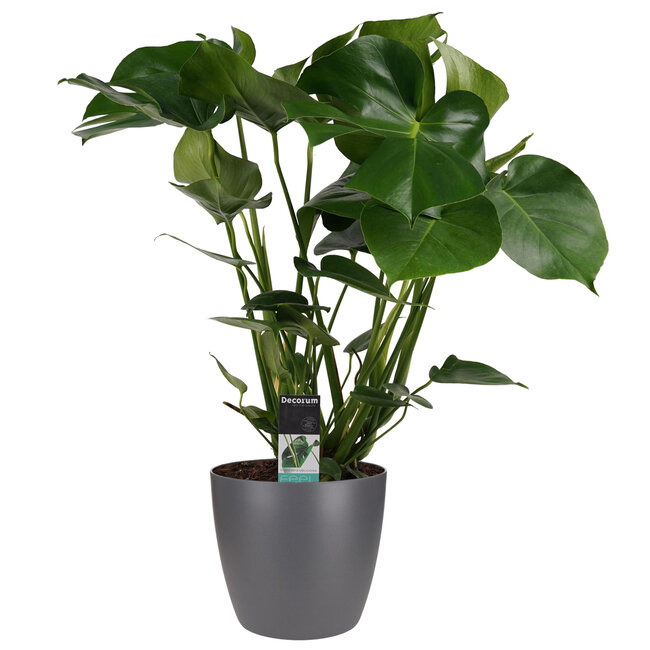 Decorum Monstera Deliciosa met Elho brussels antracite