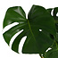 Decorum Monstera Deliciosa met Elho brussels antracite